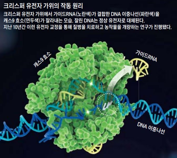 크리스퍼